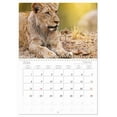 thumbnail image 6 of Africa's lions (Monthly Wall Calendar 2026 16.5 x 23.4 (open)), CALVENDO 14 Month Calendar, 6 of 9
