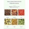 thumbnail image 4 of 3boxes Chrysanthemum Cassia Seed Soothing Liver Tea Chrysanthemum Cassia Seed Tea, 4 of 5
