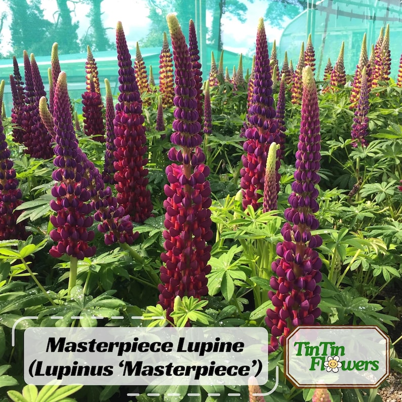 30 Seeds Masterpiece Lupine Seeds Lupinus Heirloom Flower Native Wildflower Pollinator Friendly Perennial