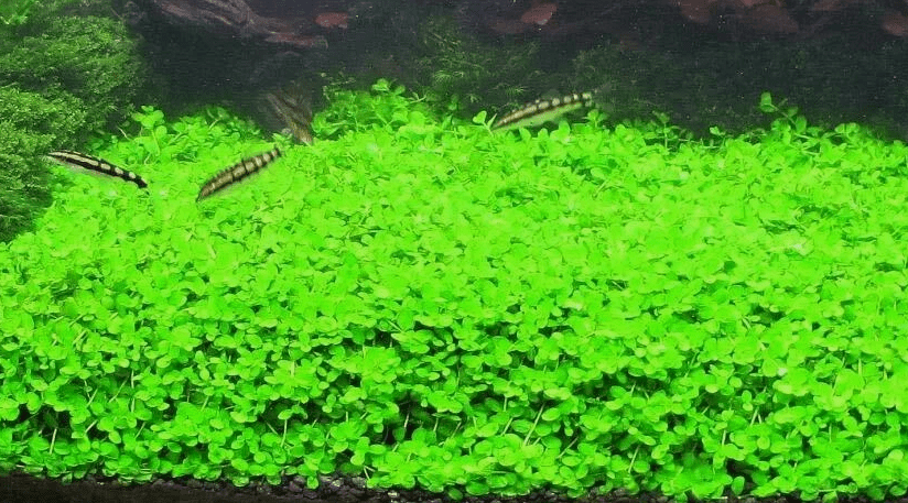 Micranthemum Monte Carlo Live Aquarium Plant – Easy Carpet Foreground Plant for Aquascaping, Freshwater Fish Tank Plant