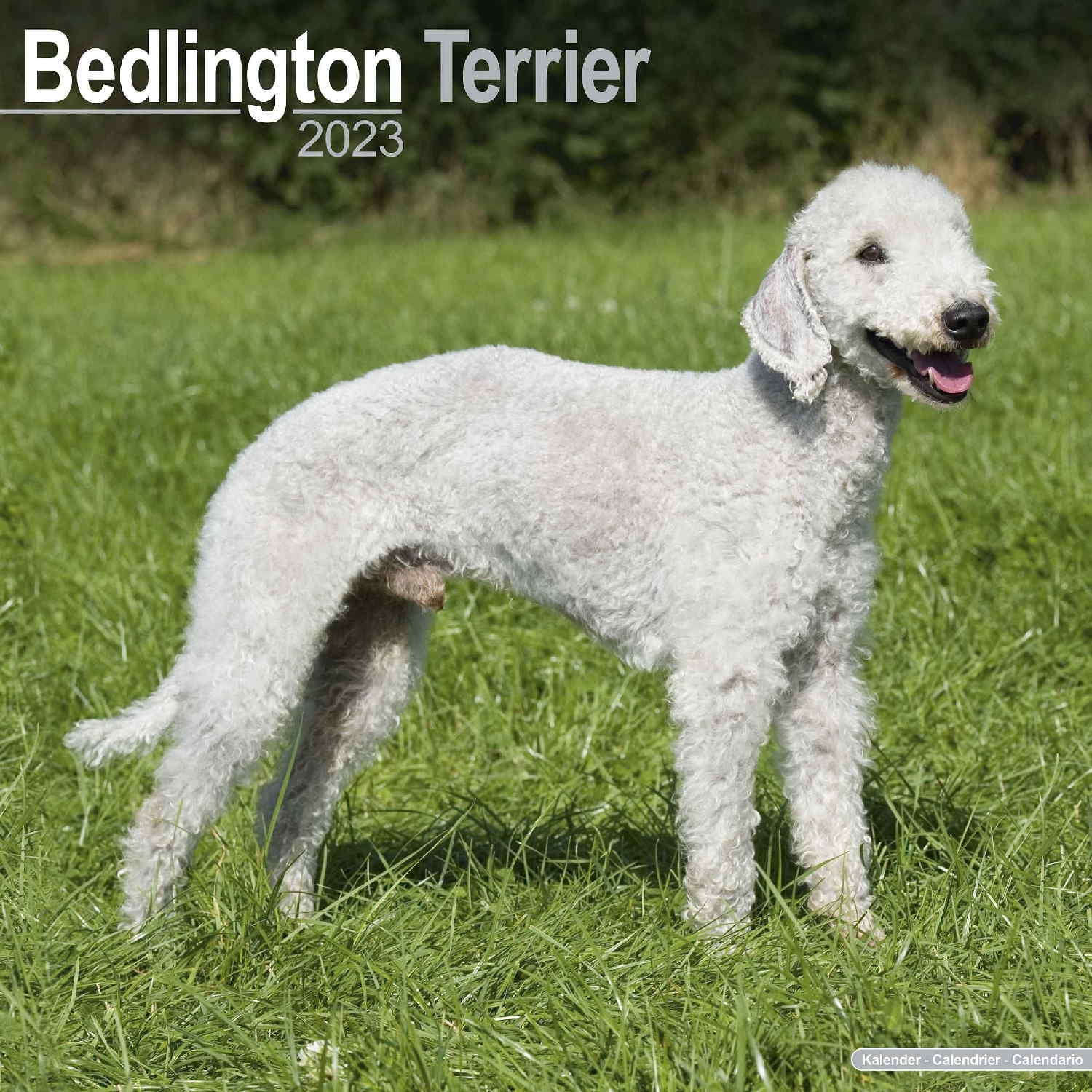 are bedlington terriers good with cats