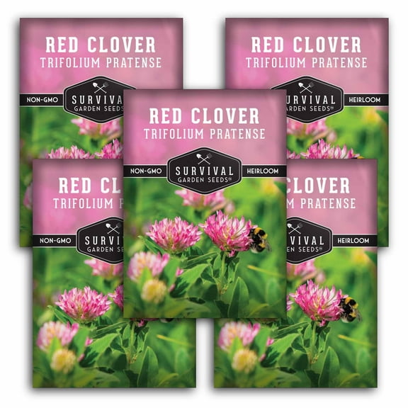 5 Packs Red Clover Seeds - Non-GMO Heirloom Full Sun Annual Herb Seed