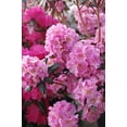 thumbnail image 2 of Midnight Ruby Rhododendron, 2 of 6