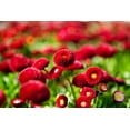 thumbnail image 6 of 100 RED ENGLISH DAISY Bellis Perennis Double Flower Seeds, 6 of 8