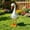 14in, variant on Large Porch Goose Statue, Adjustable Large Realistic Waterfowl Sculpture, Tall White Geese Figures for Backyard