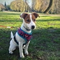 thumbnail image 3 of Pet Heavy Duty Reflective Dog Leash Lead Runner For Dogs Blue 5mm Wide, 3 of 5