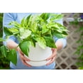 thumbnail image 6 of American Plant Exchange Marble Queen Pothos Hanging Basket, 8-Inch Pot, Live Vining Houseplant, Perfect for Patios and Porches, 6 of 6