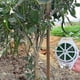 thumbnail image 4 of Garden Tightening Wire, 100 M, Twisted Wire for Climbing Plants, Vines, Shrubs and Flowers (Green), 4 of 5