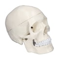 thumbnail image 1 of 1:1 Skull Model, PVC Material Detachable Skull Bone  for Anatomy Learning Course, 1 of 7