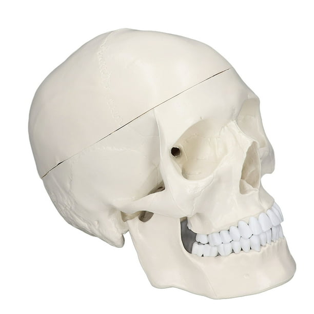 Modelo de cráneo de cabeza humana, simulación 1:1 modelo de cráneo de cabeza humana modelo de cráneo de PVC probado profesionalmente