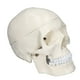 thumbnail image 1 of Modelo de cráneo de cabeza humana, simulación 1:1 modelo de cráneo de cabeza humana modelo de cráneo de PVC probado profesionalmente, 1 of 8