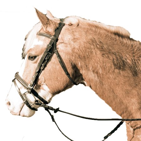 SHANNON/LEGACY RSD/PADDED BRIDLE BK COB