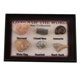 thumbnail image 4 of de Ciencia ógica de Colección de Fósiles de Marinos Naturales de 15-40 Paquetes - Paquete de 15 piezas Sunnimix Colección de muestras de fósiles, 4 of 8