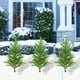 thumbnail image 1 of Christmas Tree Courtyard Garden Plugs, 1 of 6