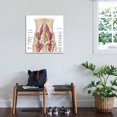 thumbnail image 2 of Art.com Anatomy of Iliopsoa, also known as the Dorsal Hip Muscles Stretched Canvas Print Wall Art, 30" x 30", 2 of 3