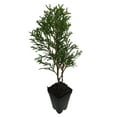thumbnail image 2 of 3 Emerald Green Arborvitae in 2.5 inch pots (one Plant per Pot, 3 pots), 2 of 3