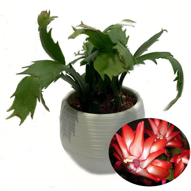 Red Christmas Cactus Plant in 3" White SelfWatering Plant Pod