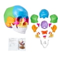 thumbnail image 6 of KFFKFF Anatomical Skull Replica, 22 Component Life-Sized Painted Skull Structure, PVC Constructed Educational Skull, Separable Study Skull Model, Ideal for Academic Instruction, 6 of 9