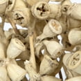 thumbnail image 3 of Vickerman Natural Botanicals 11" x 2-4" Conical Gum Branch Bleached, 20 stems per unit, 3 of 5