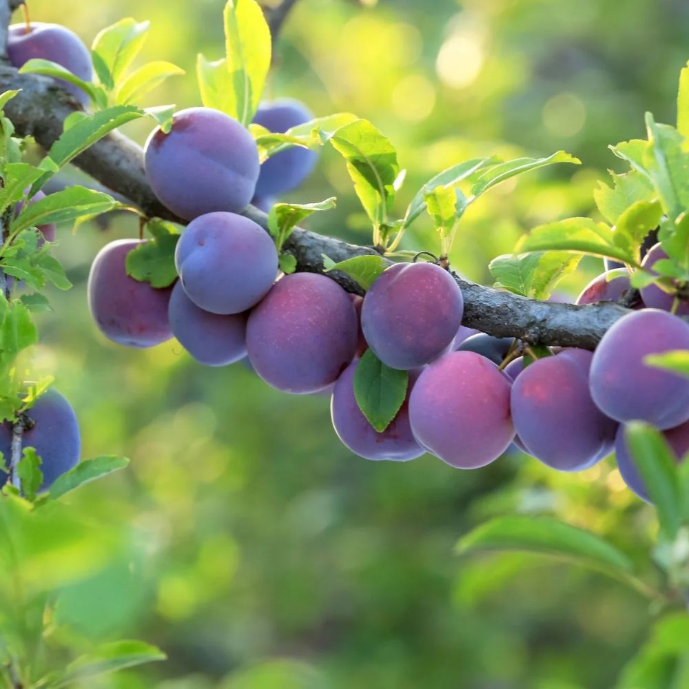 Expert Gardener 3-4 ft. tall Buck's Late Plum Live Tree in 7- Gallon Grower Pot