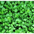 thumbnail image 2 of 1g 27,500 BULK CORSICAN MINT Mentha Requienii Fragrant Hern Ground Cover Flower 1 Gram Seeds, 2 of 10