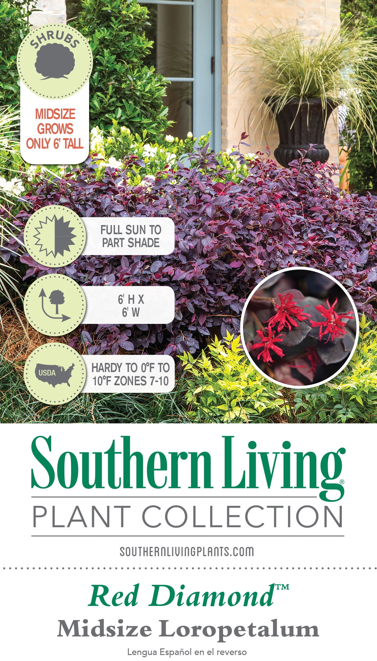 Southern Living Red Diamond Loropetalum Live Shrub in 3-Gallon Grower Pot
