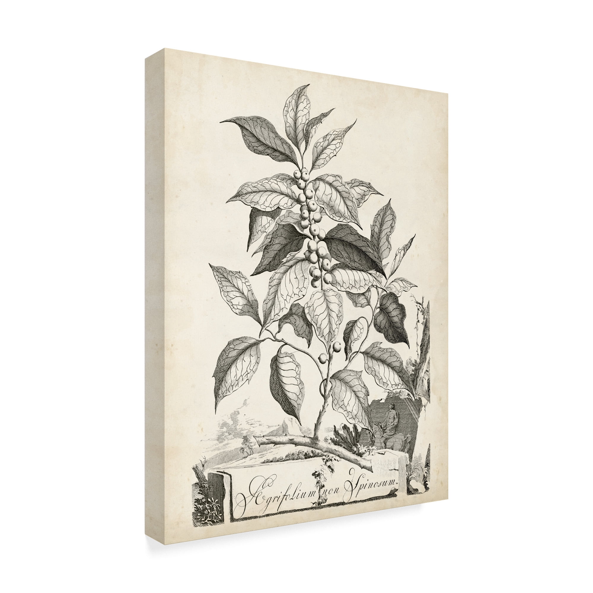 Trademark Fine Art 'Scenic Botanical III' Canvas Art by Abraham Munting