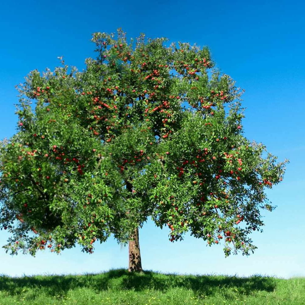 Expert Gardener 3-4 ft. tall Gravenstein Apple Live Tree in 7-Gallon Grower Pot