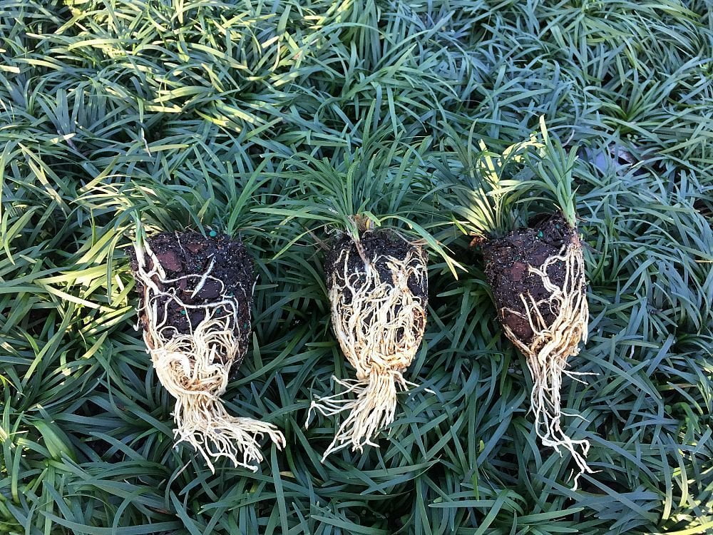 Dwarf Mondo Grass - 40 Live Plants - Shade Loving Evergreen Ground Cover Ophiopogon Japonicus Nanus