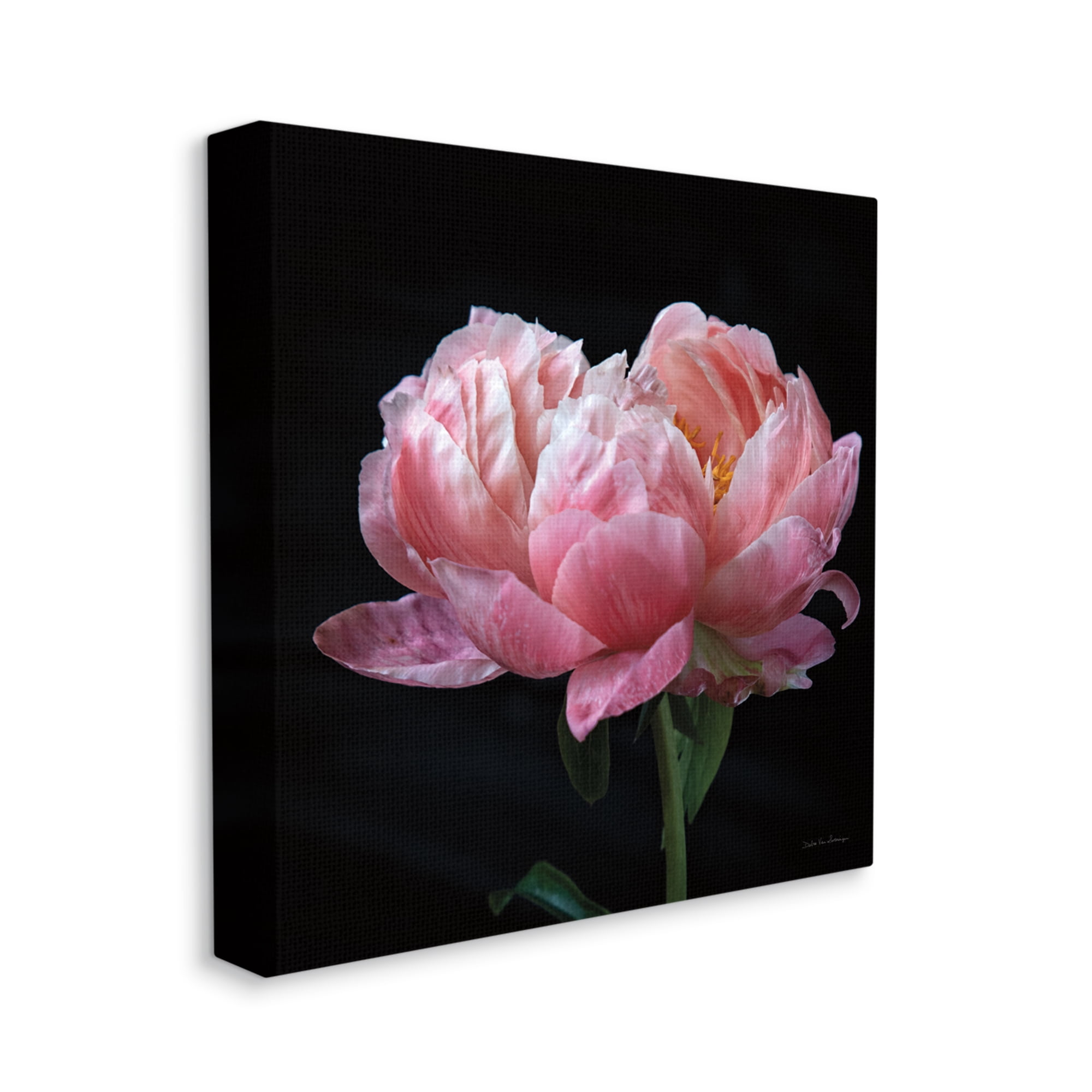 Stupell Industries Blooming Rose on Black Botanical & Floral Photography Gallery Wrapped Canvas Art Print Wall Art, 17 x 17