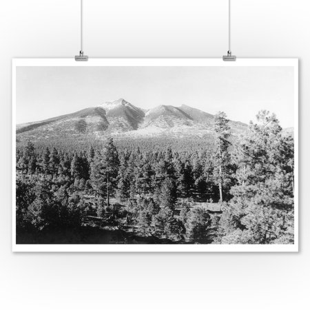 Flagstaff Flower Shops Flagstaff, Arizona - View of San Francisco Peak (9x12 Art Print, Wall Decor Travel Poster) ()