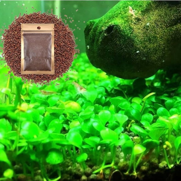 Freshwater Aquarium Dwarf Carpet Plant (Big Leaf), Aquatic Ground Cover for Fish Tanks & Terrariums, Natural Plant Material, 1 Pack