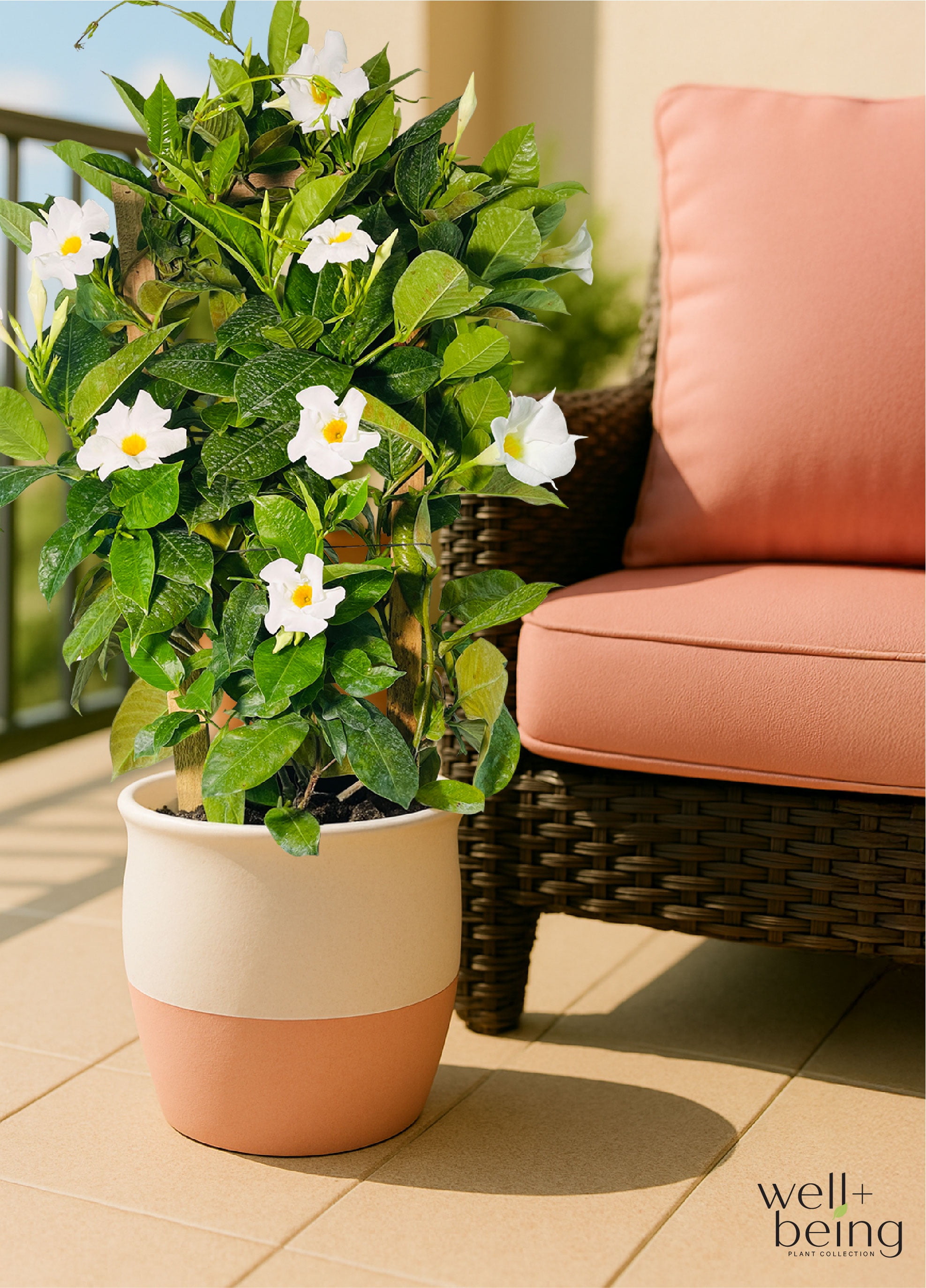 Nature's Way Farms Mandevilla White Basic Trellis Live Plant (25-30 in. Tall) in Grower Pot May Ship Without Flowers