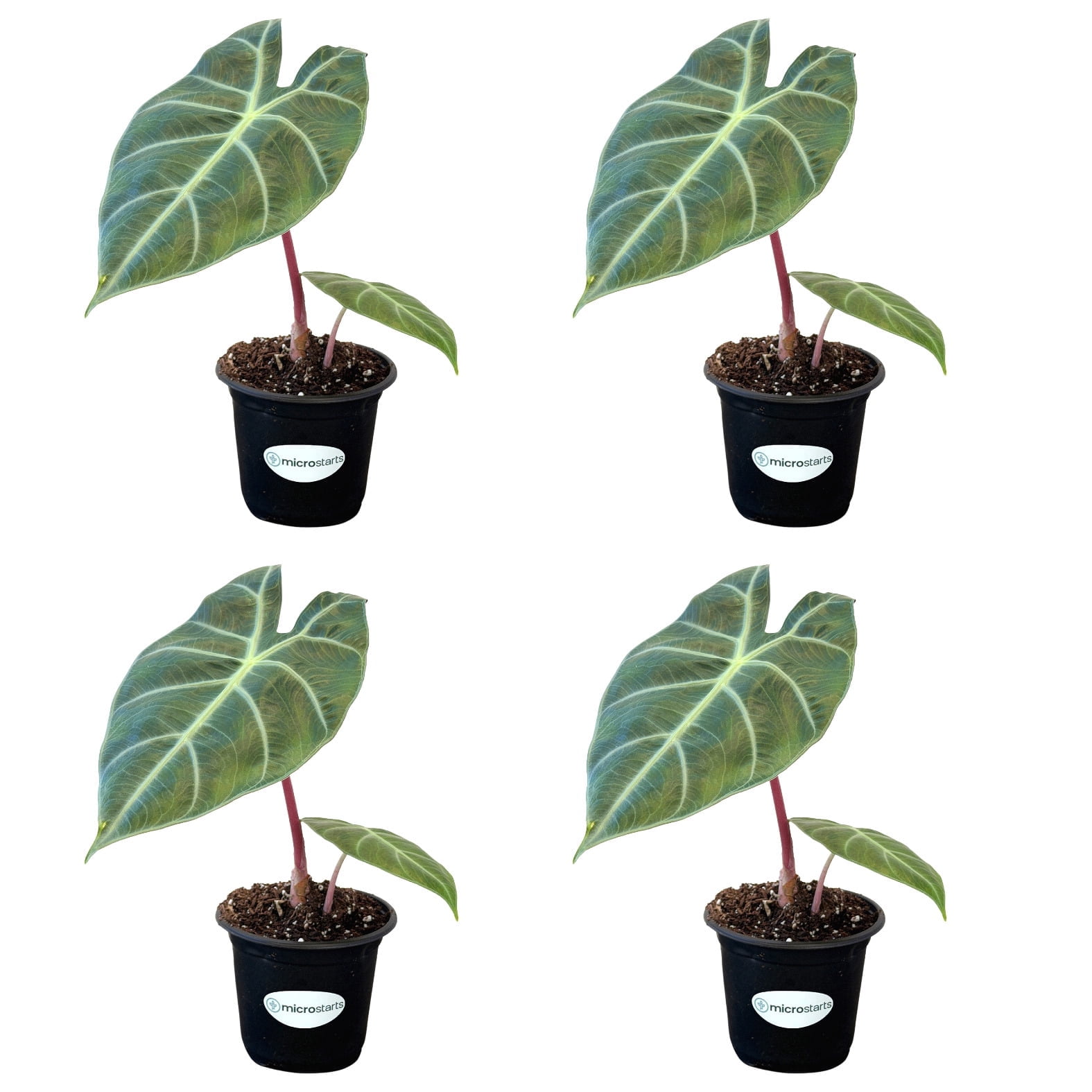 MicroStarts Live Pink Dragon Alocasia Plant - 4 Plants in 4 inch pots