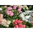 thumbnail image 2 of Pastel Shades Mix Phlox Seeds, 2 of 4