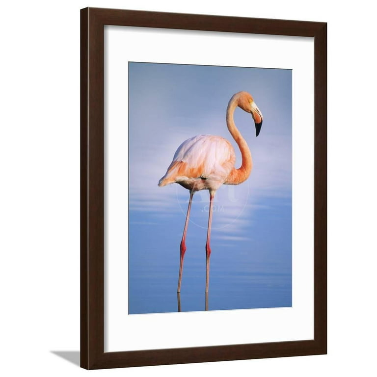 Greater Flamingo, Phownicopterus Ruber' Art Prints