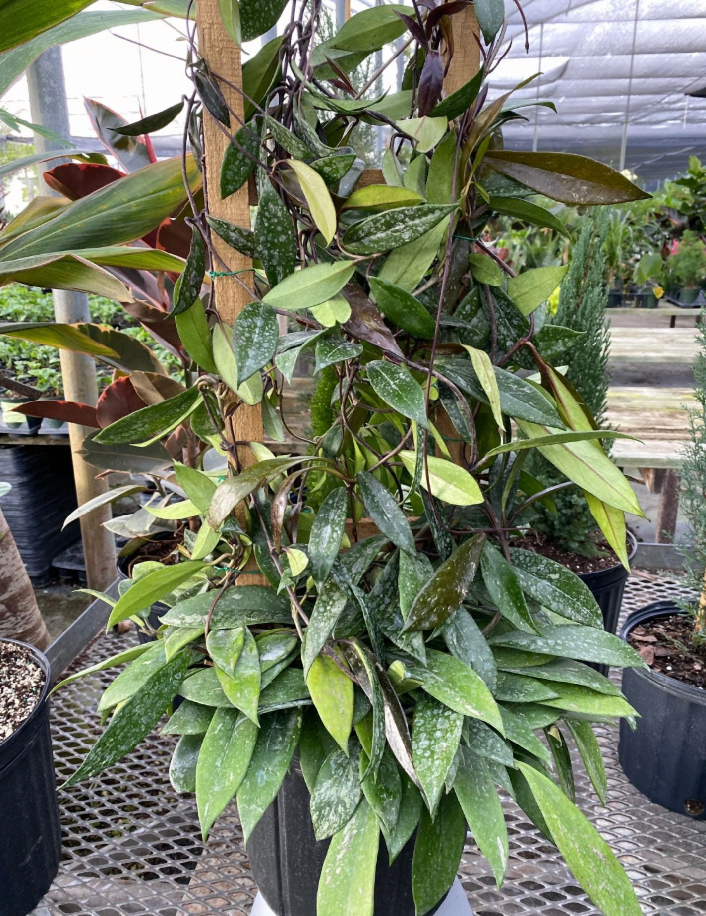Hoya Plant Live Houseplants, Hoya Pink Flower Sliver Leaf Plant in 4 Inc Pot Bareroot for Planting Indoor Outdoor