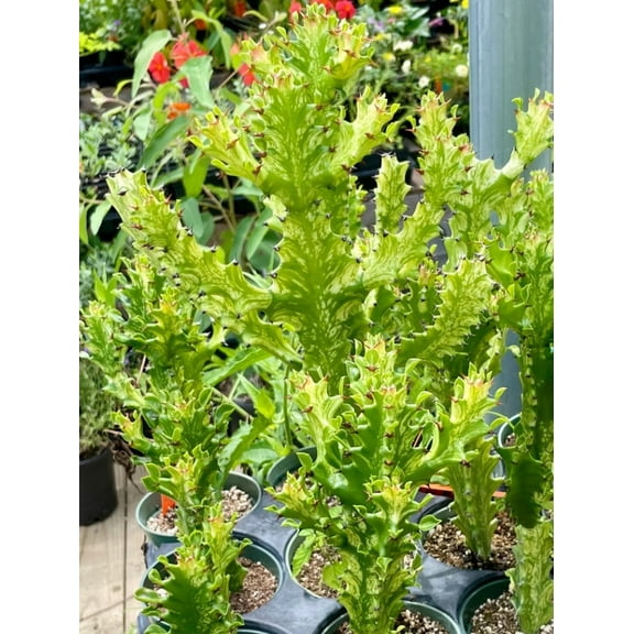 Variegated African Milk Tree Live Plant in 3" Pot - Euphorbia Trigona - Cathedral Cactus - Variegated Plant - Houseplant