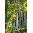 thumbnail image 2 of Head, Danny 23x32 Gold Ornate Wood Framed with Double Matting Museum Art Print Titled - Aspen Trunks VI, 2 of 4
