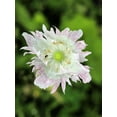 thumbnail image 6 of 200 Seeds AFGHAN RESELECTED Blue POPPY Mixed Colors Papaver Somniferum Setigerum Pink Purple White Flower Seeds, 6 of 11