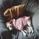 thumbnail image 4 of Dog Clothes Hoodies - The Dog Face Wind Coat for Warmth and Style ShopWise Round, 4 of 13