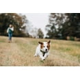 gabapentin and rimadyl dogs