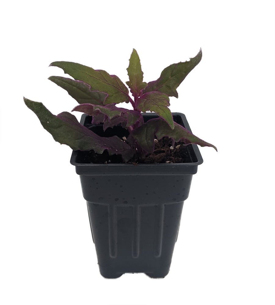 Purple Passion Plant 2.5" Pot Gynura Indoors