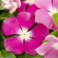 thumbnail image 2 of Expert Gardener 4PK Multicolor Vinca Live Plants Full Sun with Grower Pot, 2 of 6