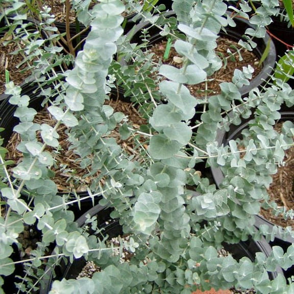 Moon Lagoon Gum Tree - Eucalyptus lunata - 20 Seeds