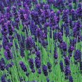 thumbnail image 2 of Graines d'Herbe de Lavande Anglaise - non-OGM, 2 of 3