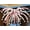 G, variant on Colorful Fireworks Balloons Set - Vibrant Magic Balloons for Birthday Parties and Classroom Decor