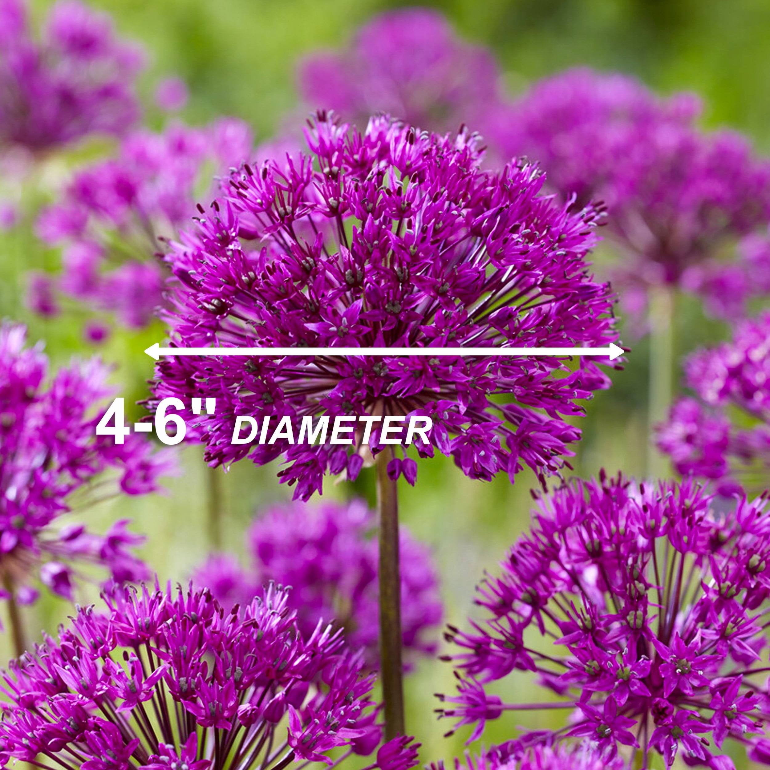 Garden State Bulb Purple Sensation Allium Flower Bulbs, 12/+ cm (Bag of 25)