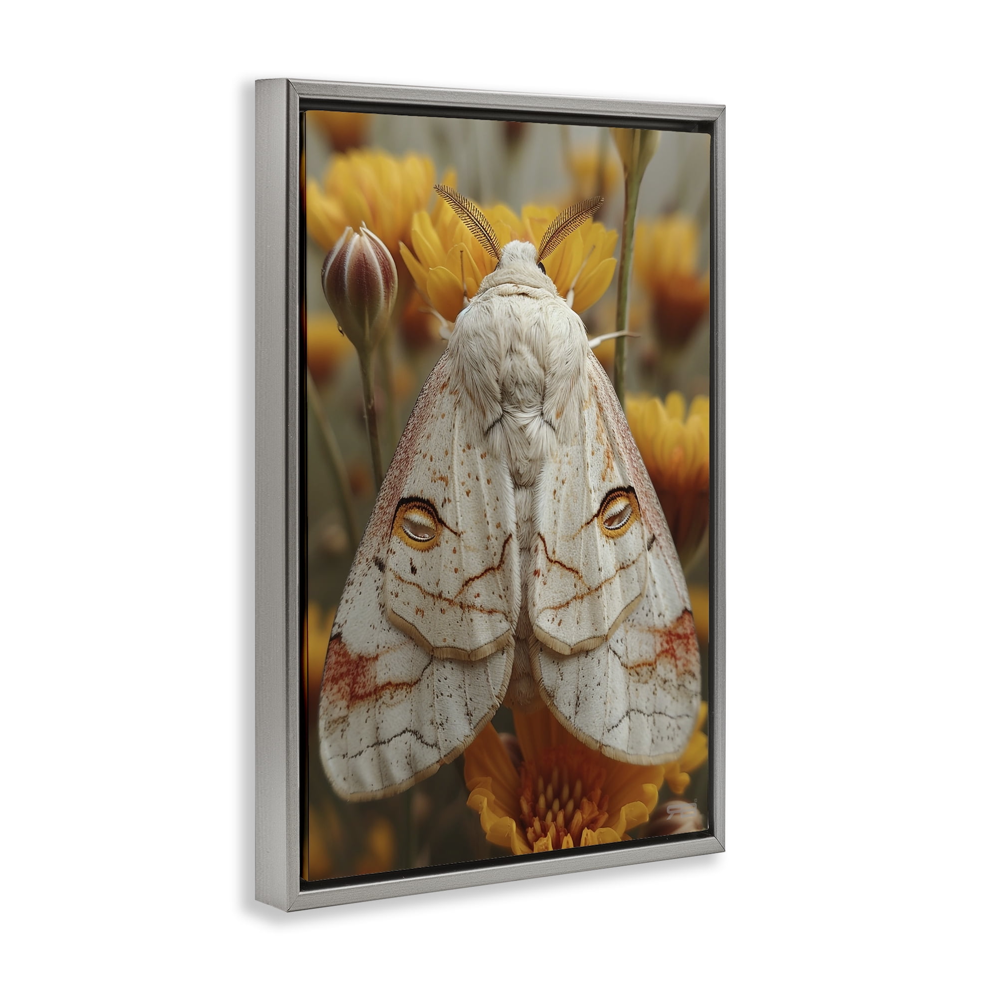 Stupell Industries Delicate Luna Moth Animals & Insects Painting Gray Floater Framed Canvas Art Print Wall Art, 21 x 31