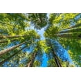 thumbnail image 2 of Perry, William 32x23 White Modern Wood Framed Museum Art Print Titled - Green towering tree-Redwoods National Park-Newton B Drury Drive-Crescent City-California, 2 of 4